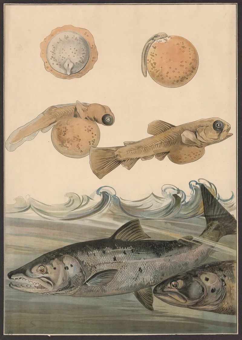 Salmon 3