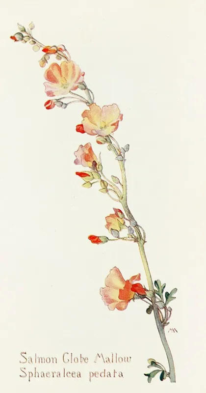 Salmon Globe Mallow Wall Art by Margaret Armstrong - High-Resolution Digital Print