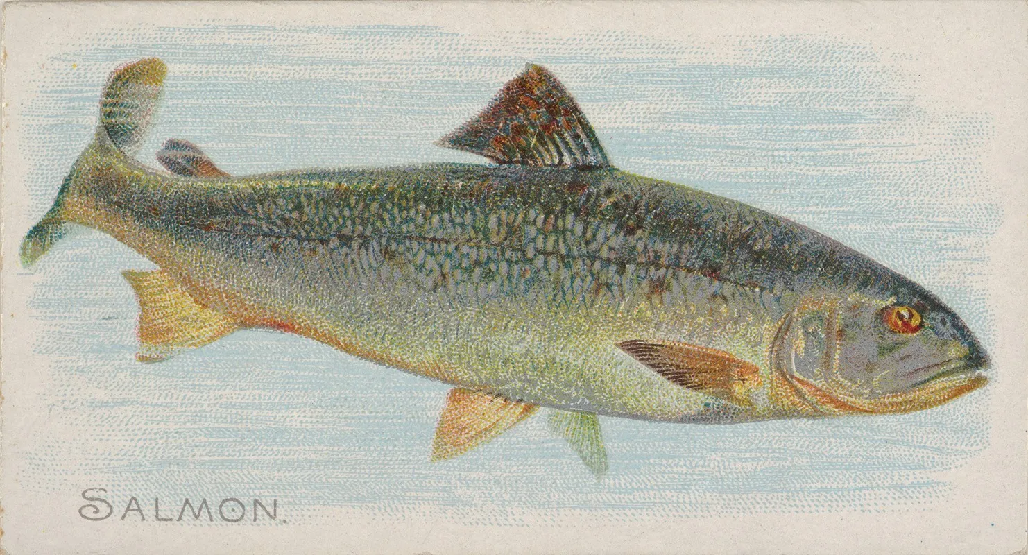 Salmon Wall Art by Allen &amp; Ginter - High-Resolution Digital Print