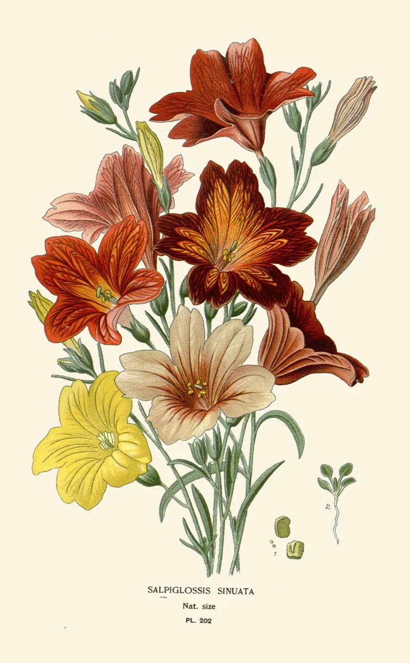 Salpiglossis Sinuata Wall Art by Edward Step - High-Resolution Digital Print