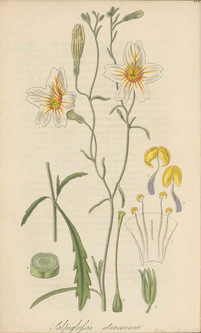 Salpiglossis Straminea Wall Art by William Jackson Hooker - High-Resolution Digital Print