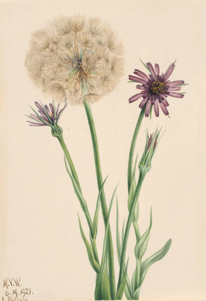 Salsify Tragopogon Porrifolius