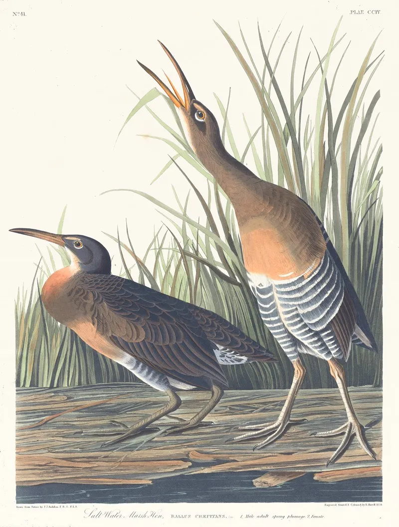 Salt Water Marsh Hen Wall Art by John James Audubon - High-Resolution Digital Print