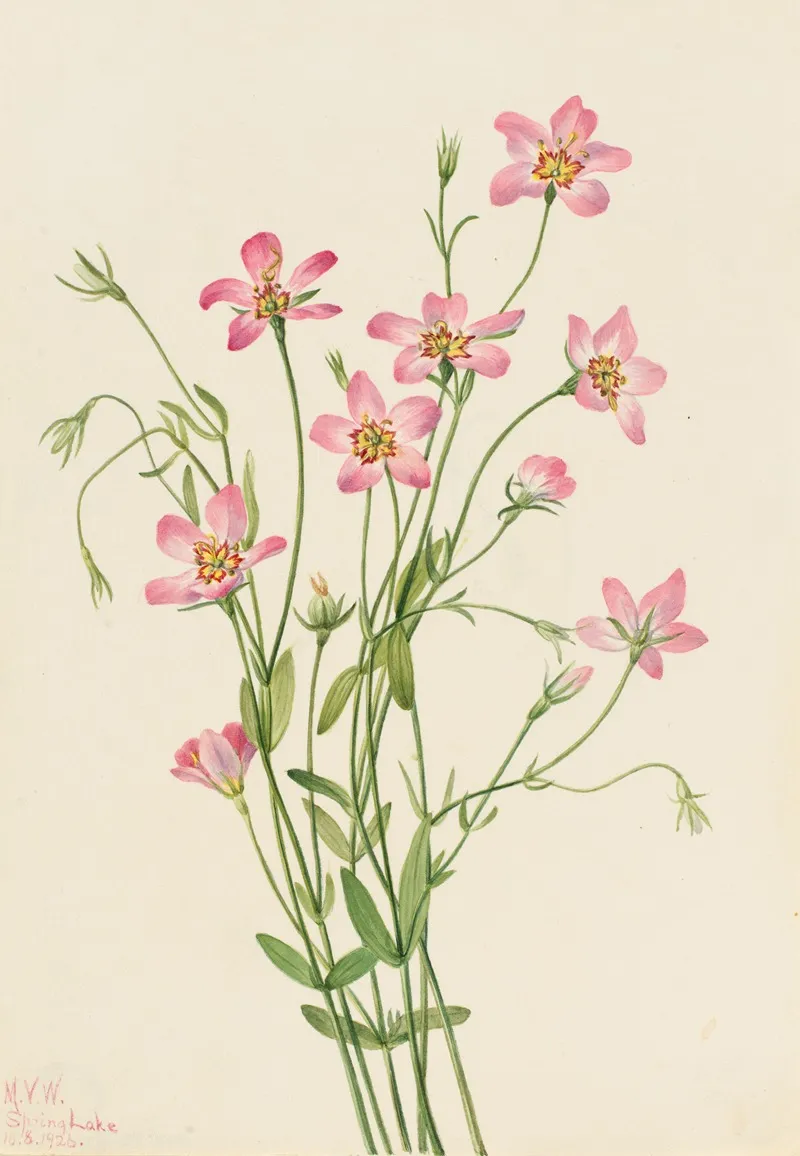 Saltmarsh Rosegentian Sabbatia Stellaris 2