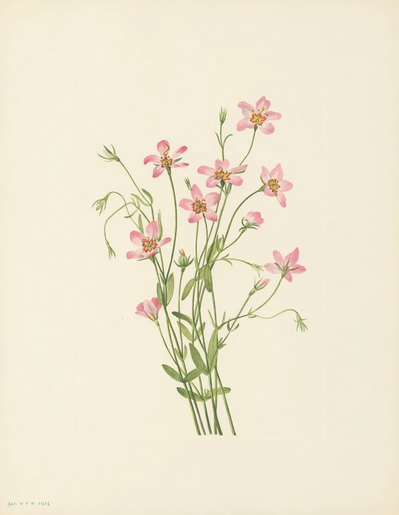 Saltmarsh Rosegentian Sabbatia Stellaris 3