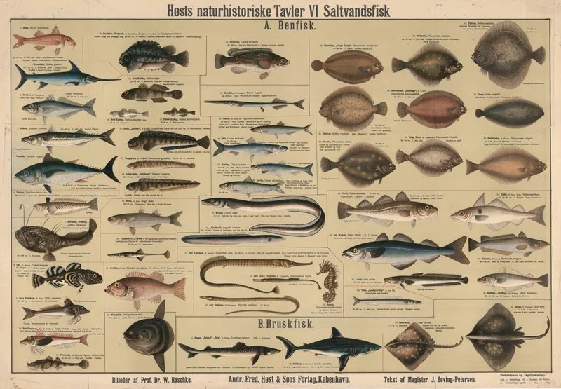 Saltwater Fish Wall Art by Dr. W. Raschke - High-Resolution Digital Print
