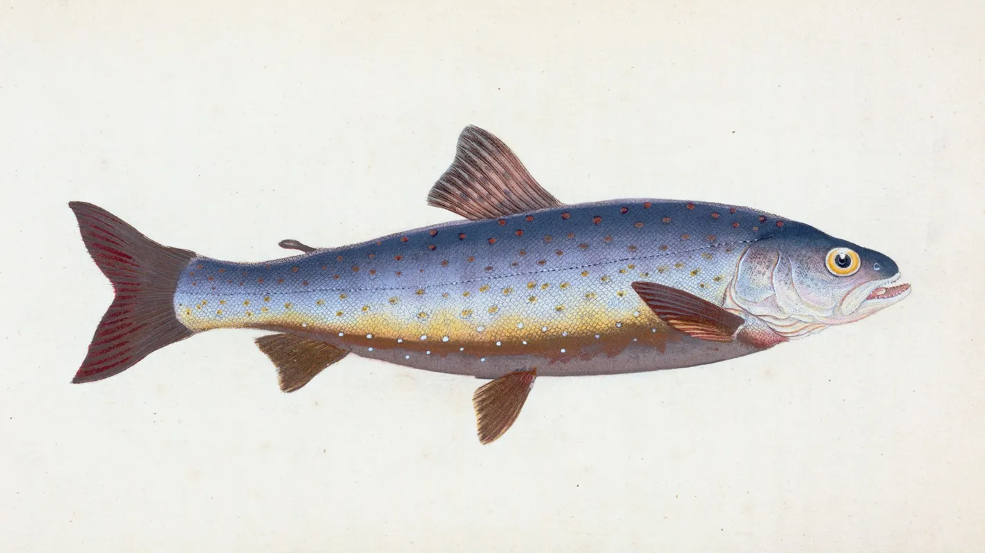 Salvelian Charr Salmo Salvelinus Wall Art by Edward Donovan - High-Resolution Digital Print