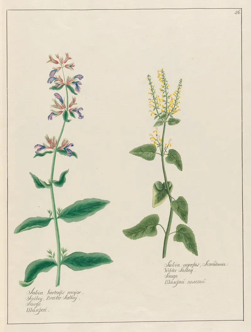 Salvia Hortensis Major And Salvia Agrestis Wall Art by Petr Martynovich Gofman - High-Resolution Digital Print