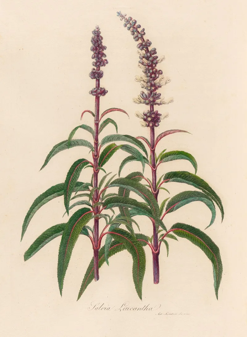 Salvia Leucantha Wall Art by Gaetano Savi - High-Resolution Digital Print