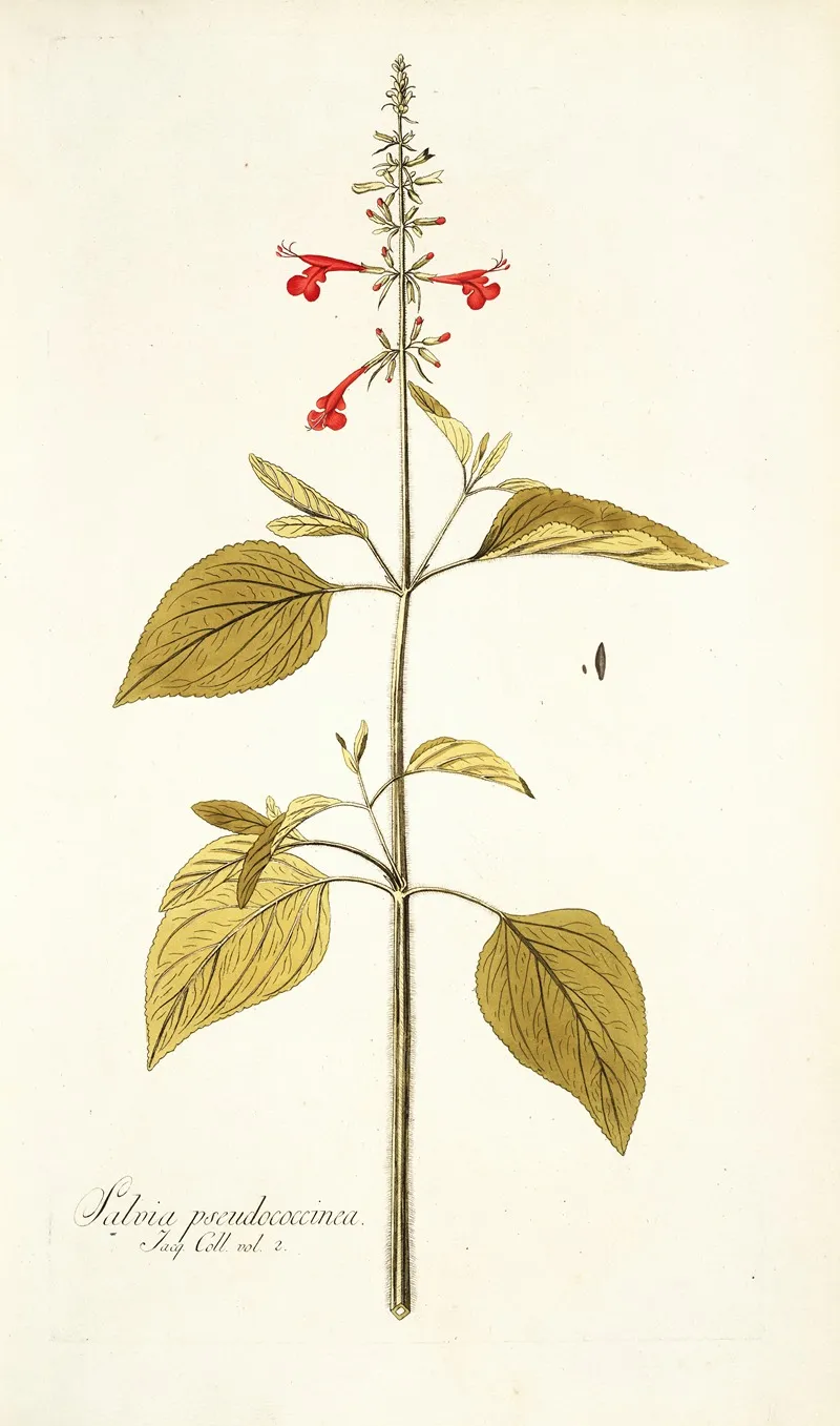 Salvia Pseudococcinea Wall Art by Nikolaus Joseph Freiherr von Jacquin - High-Resolution Digital Print