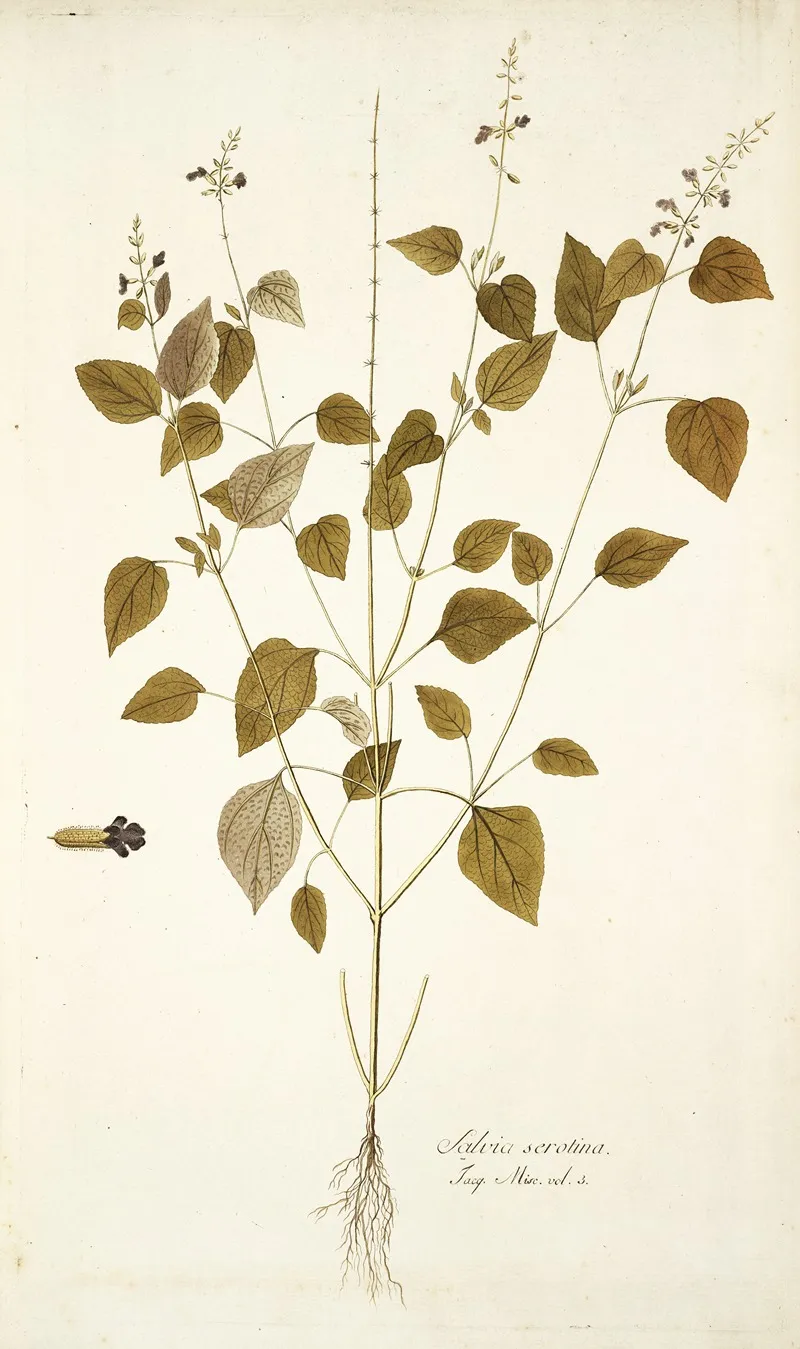 Salvia Serotina Wall Art by Nikolaus Joseph Freiherr von Jacquin - High-Resolution Digital Print