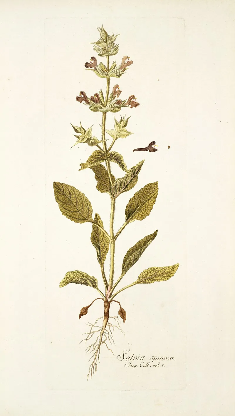 Salvia Spinosa Wall Art by Nikolaus Joseph Freiherr von Jacquin - High-Resolution Digital Print