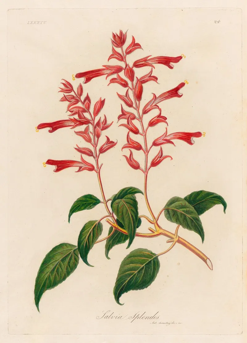 Salvia Splendes Wall Art by Gaetano Savi - High-Resolution Digital Print