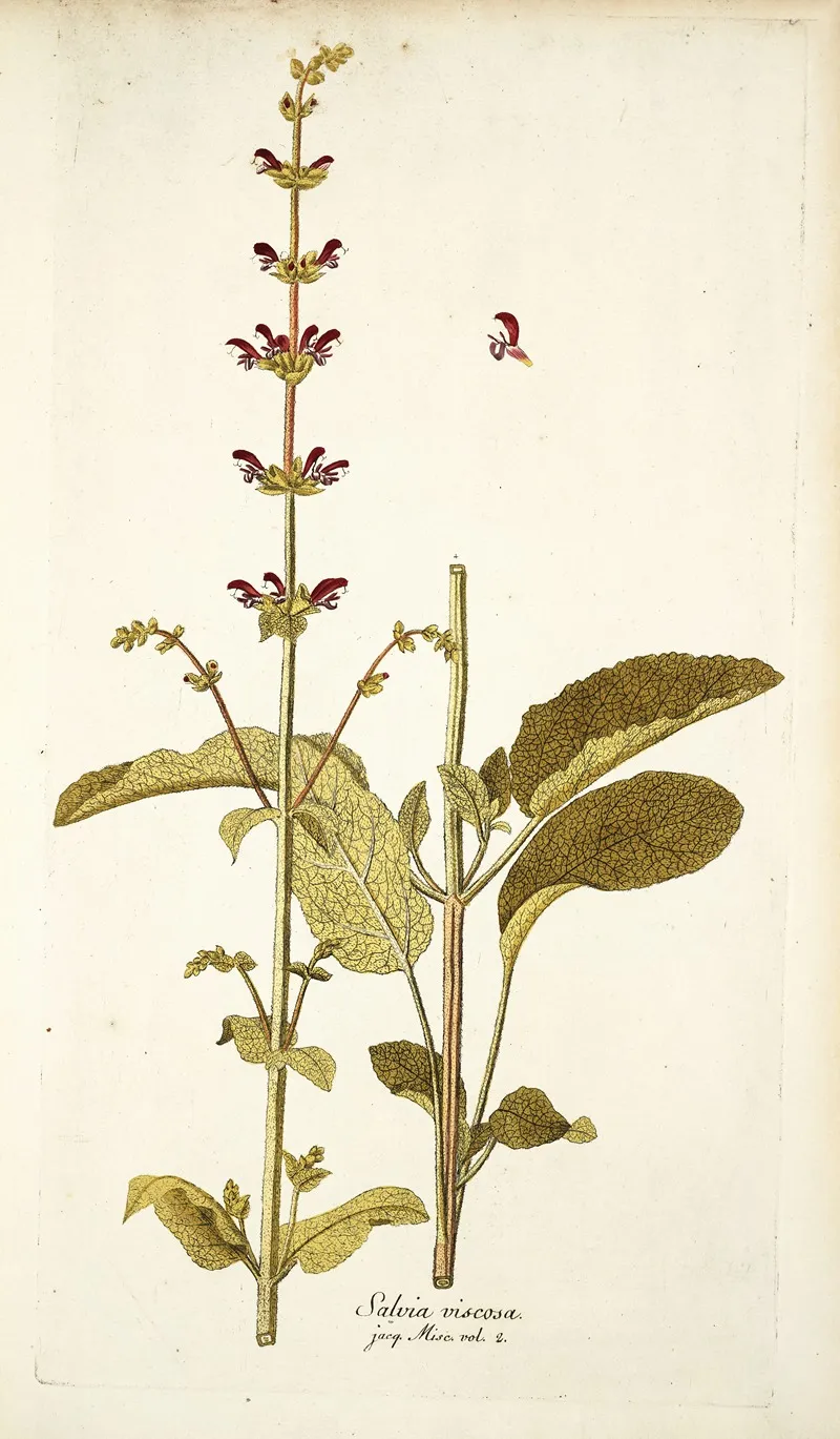 Salvia Viscosa Wall Art by Nikolaus Joseph Freiherr von Jacquin - High-Resolution Digital Print