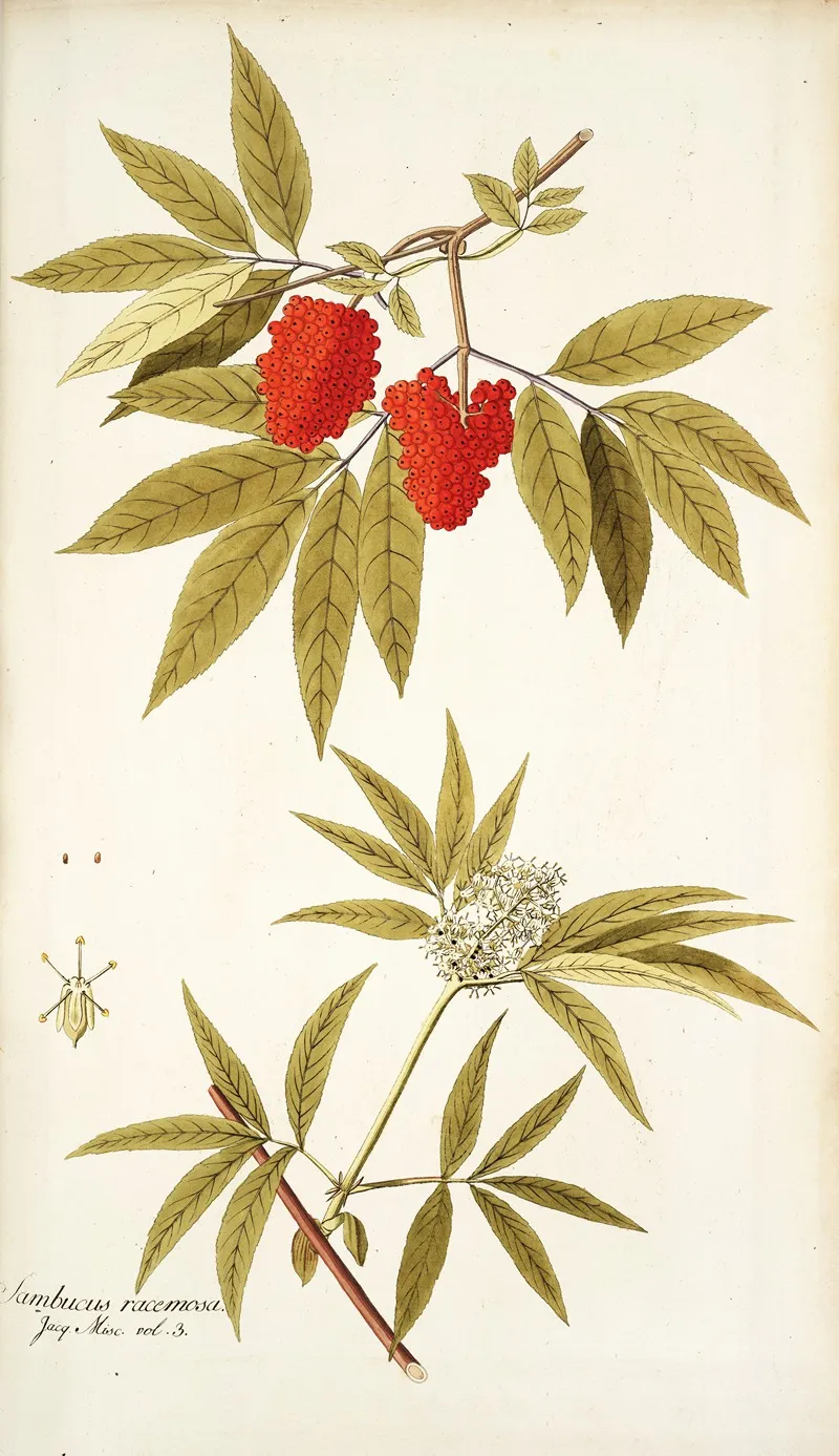 Sambucus Racemosa Wall Art by Nikolaus Joseph Freiherr von Jacquin - High-Resolution Digital Print