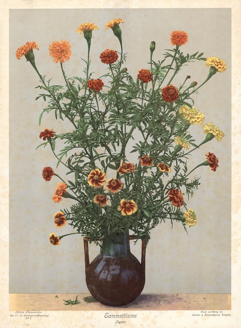 Sammetblume Tagetes Wall Art by Leutert &amp; Schneidewind - High-Resolution Digital Print