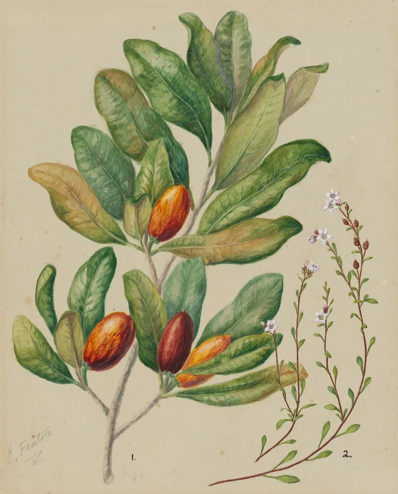 Samolus Repens Pouteria Costata Wall Art by Sarah Featon - High-Resolution Digital Print