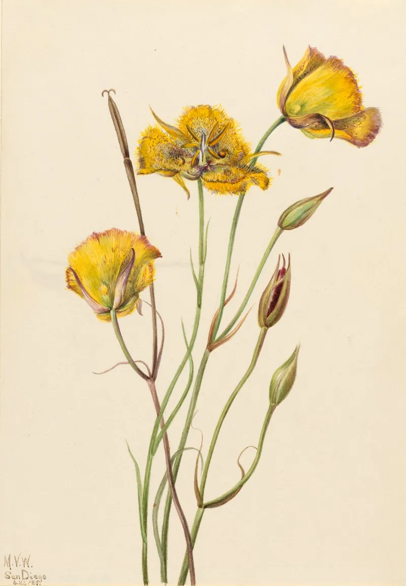 San Diego Mariposa Calochortus Weedii 2