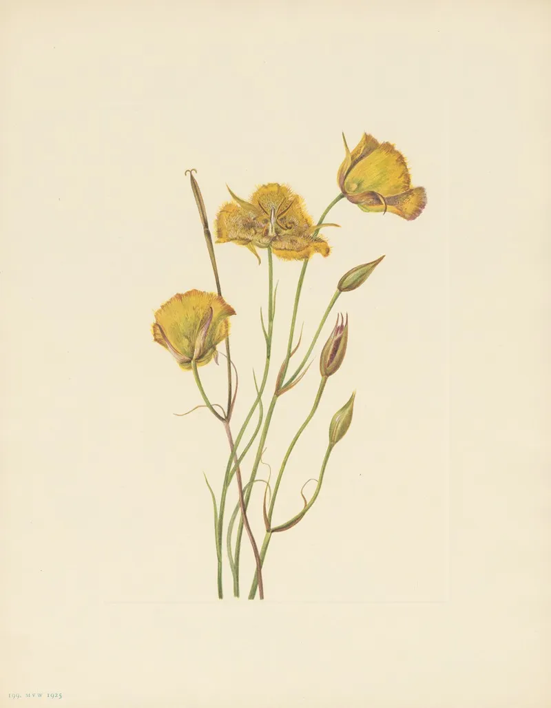 San Diego Mariposa Calochortus Weedii 3