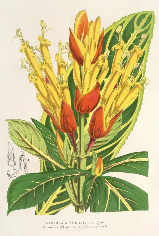 Sanchezia Nobilis 2 Wall Art by Charles Antoine Lemaire - High-Resolution Digital Print