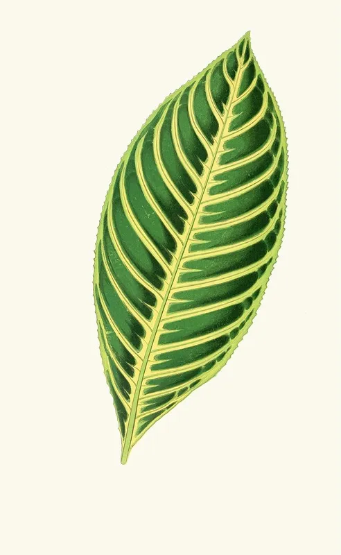 Sanchezia Nobilis Wall Art by Edward Joseph Lowe - High-Resolution Digital Print