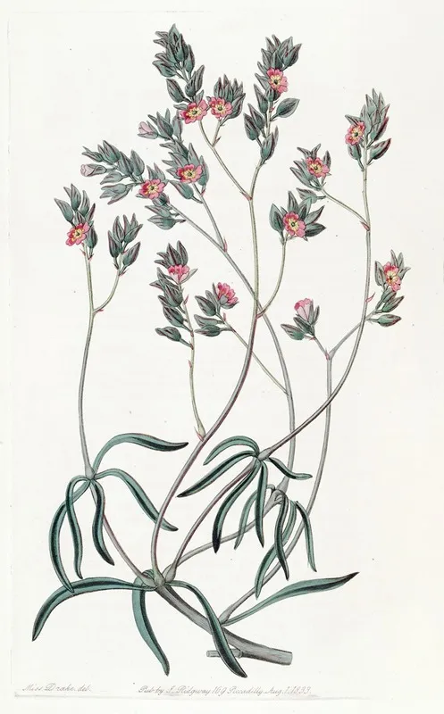 Sand Calandrinia Wall Art by Sydenham Edwards - High-Resolution Digital Print