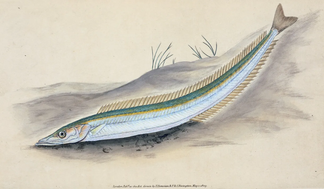 Sand Launce Ammodytes Tobianus Wall Art by Edward Donovan - High-Resolution Digital Print