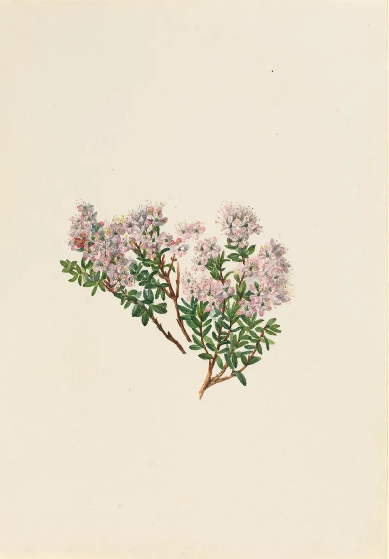 Sand Myrtle Leiophyllum Lyoni