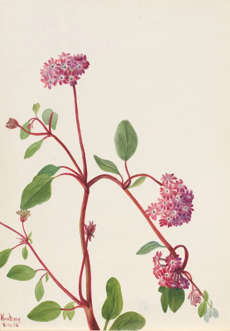 Sand Verbena Abronia Umbellata