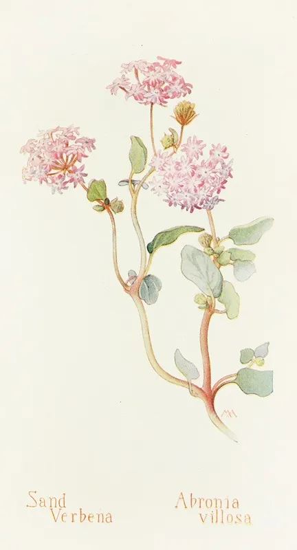 Sand Verbena Wall Art by Margaret Armstrong - High-Resolution Digital Print