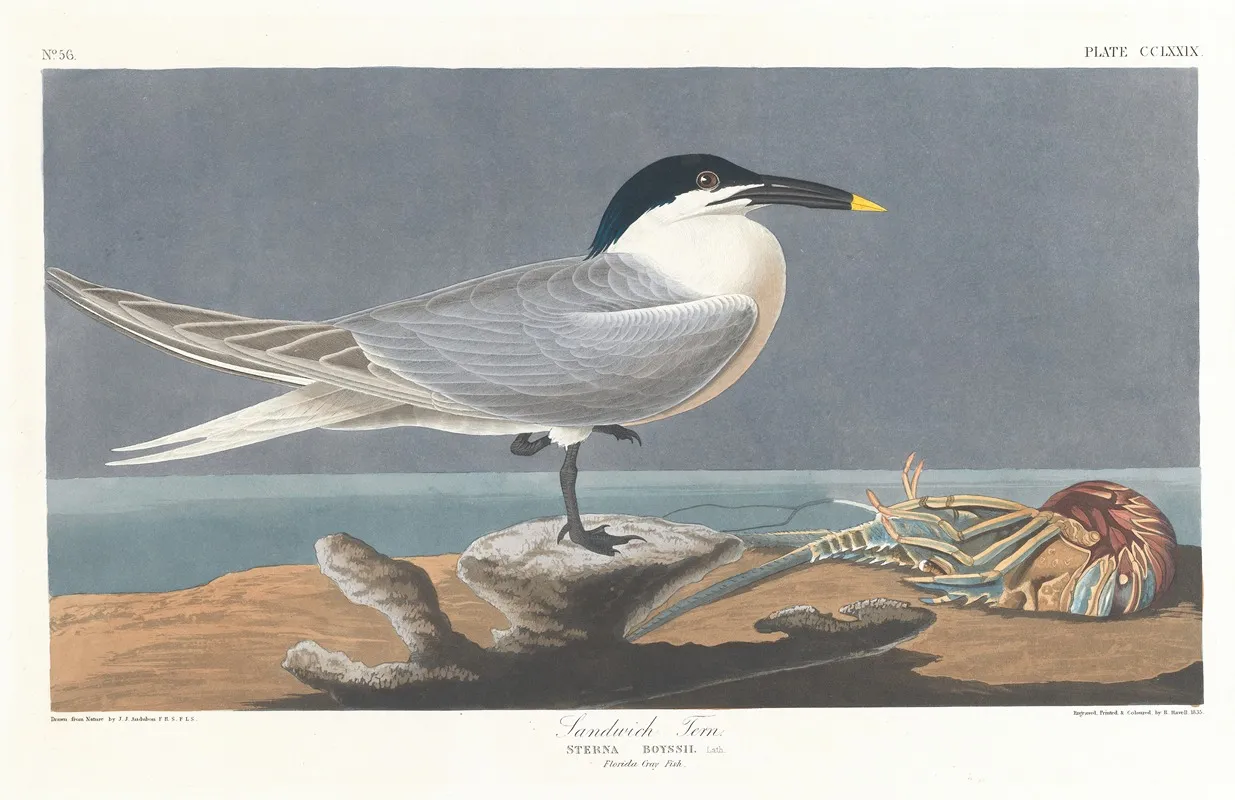Sandwich Tern Wall Art by John James Audubon - High-Resolution Digital Print