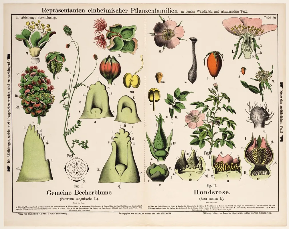 Sanguisorba Minor S Poterium Sanguisorba Rosa Canina Kleine Pimpernel Hondsroos Wall Art by Hermann Zippel - High-Resolution Digital Print