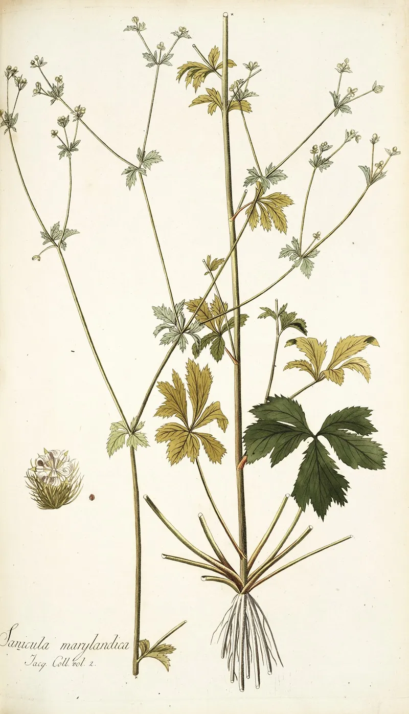 Sanicula Marilandica Wall Art by Nikolaus Joseph Freiherr von Jacquin - High-Resolution Digital Print