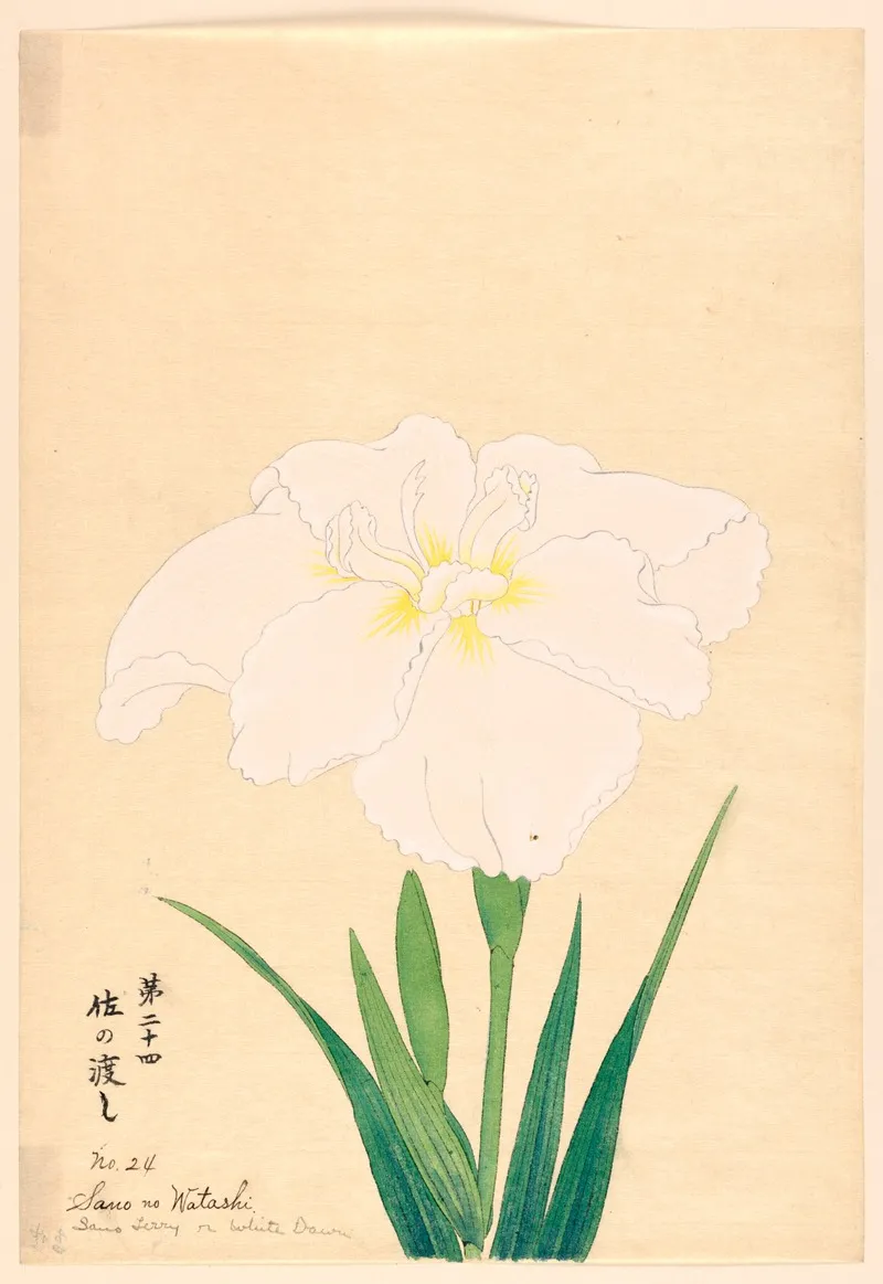 Sano No Watshi Sano Ferry Or White Dawn