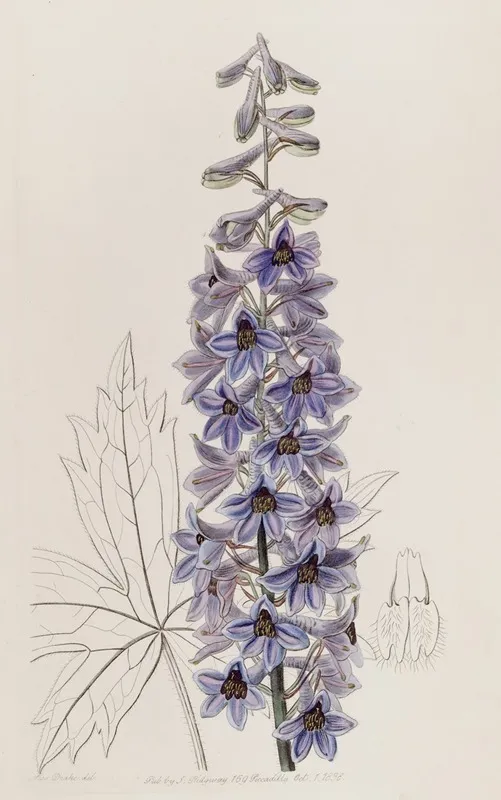 Sapphire Blue Variable Larkspur Wall Art by Sydenham Edwards - High-Resolution Digital Print