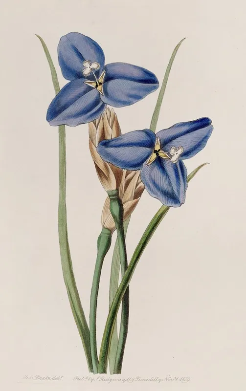 Sapphire Patersonia Wall Art by Sydenham Edwards - High-Resolution Digital Print