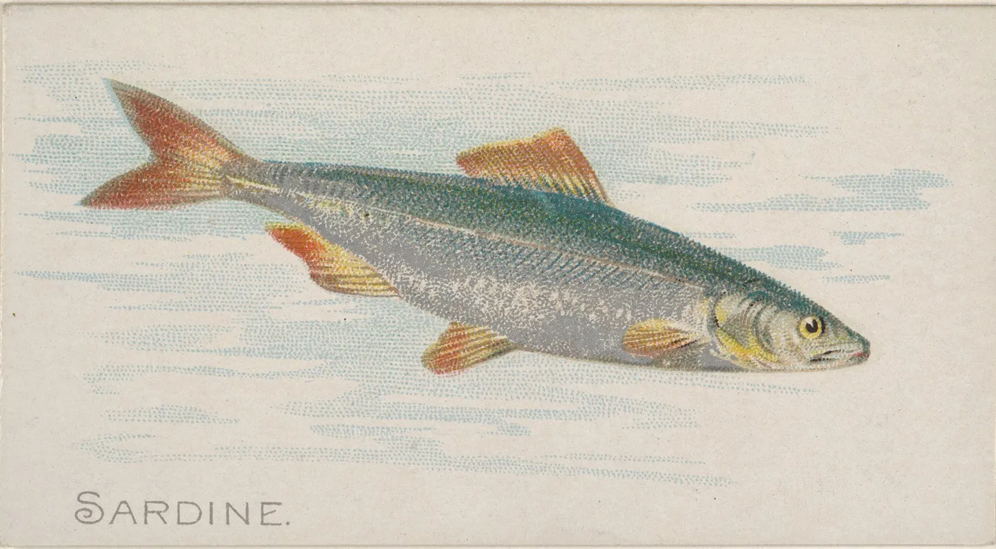 Sardine 2 Wall Art by Allen &amp; Ginter - High-Resolution Digital Print