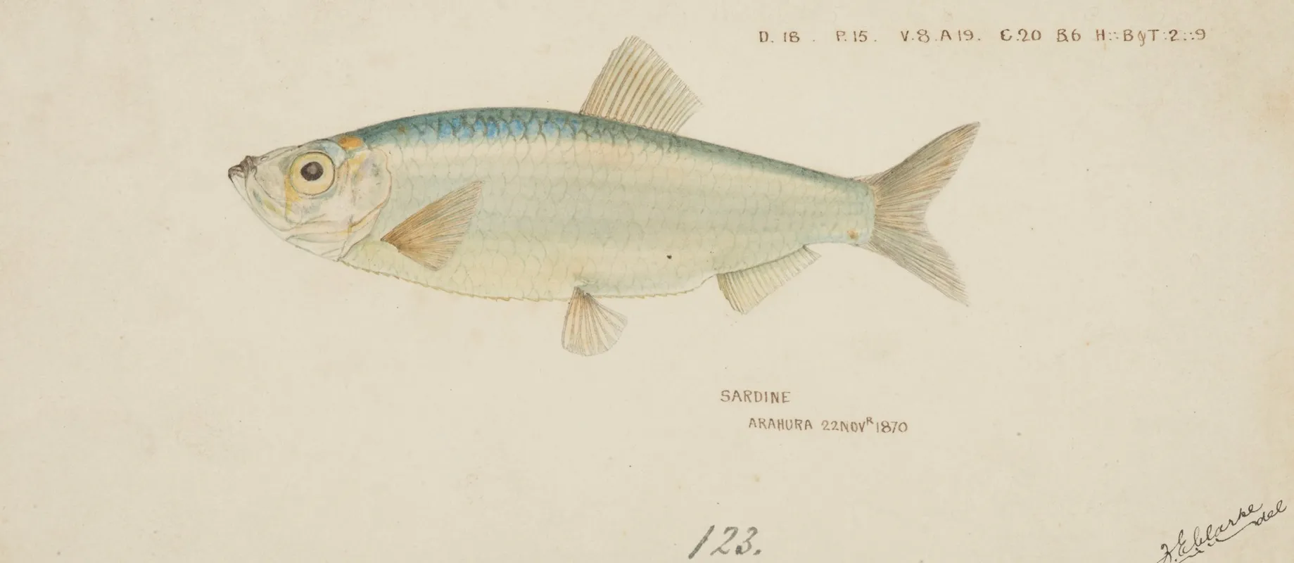 Sardine