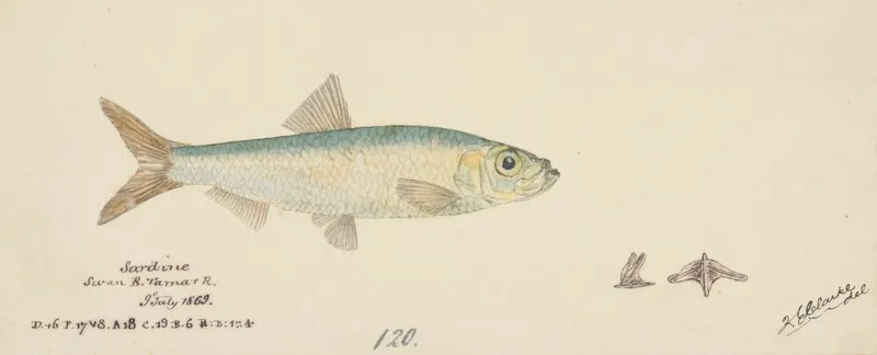 Sardinops Neopilchardus Tas Pilchard