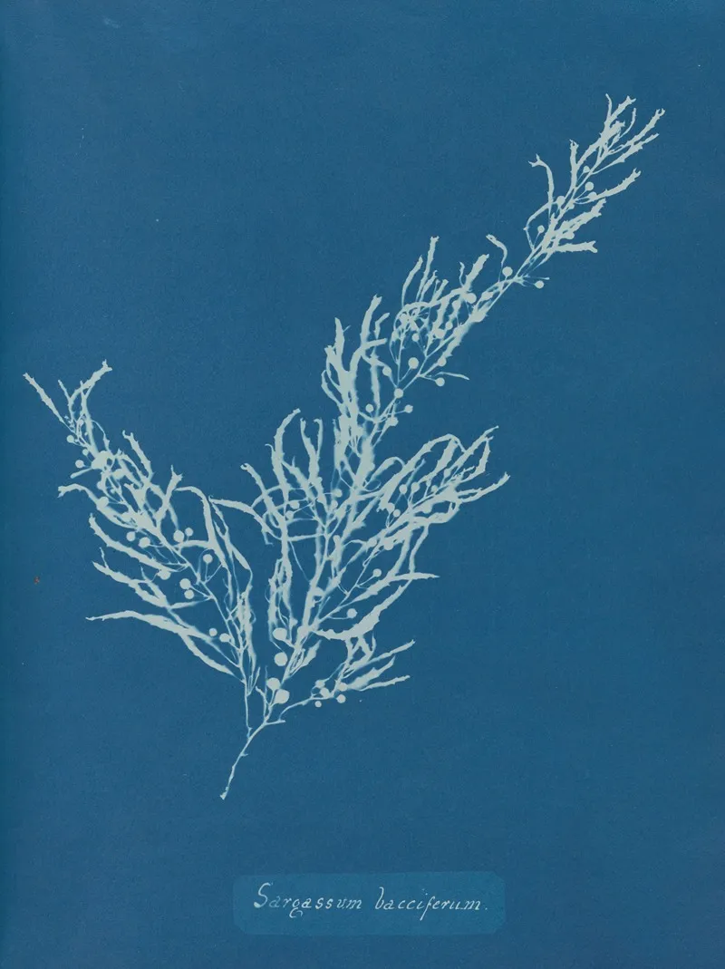 Sargassum Bacciferum Wall Art by Anna Atkins - High-Resolution Digital Print