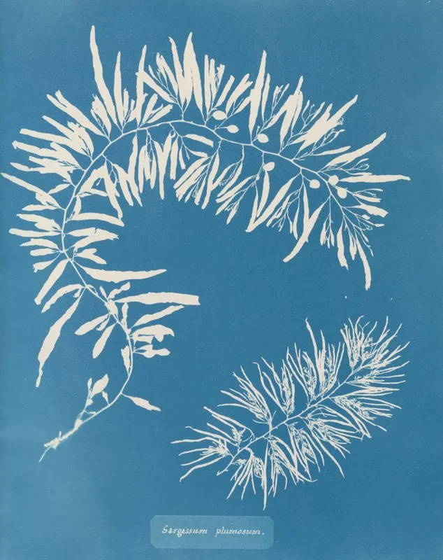 Sargassum Plumosum Wall Art by Anna Atkins - High-Resolution Digital Print