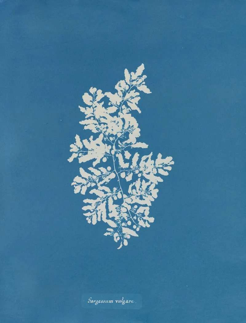 Sargassum Vulgare Wall Art by Anna Atkins - High-Resolution Digital Print