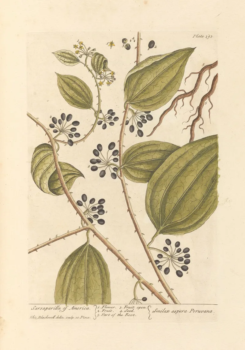 Sarsaparilla Of America Wall Art by Elizabeth Blackwell - High-Resolution Digital Print