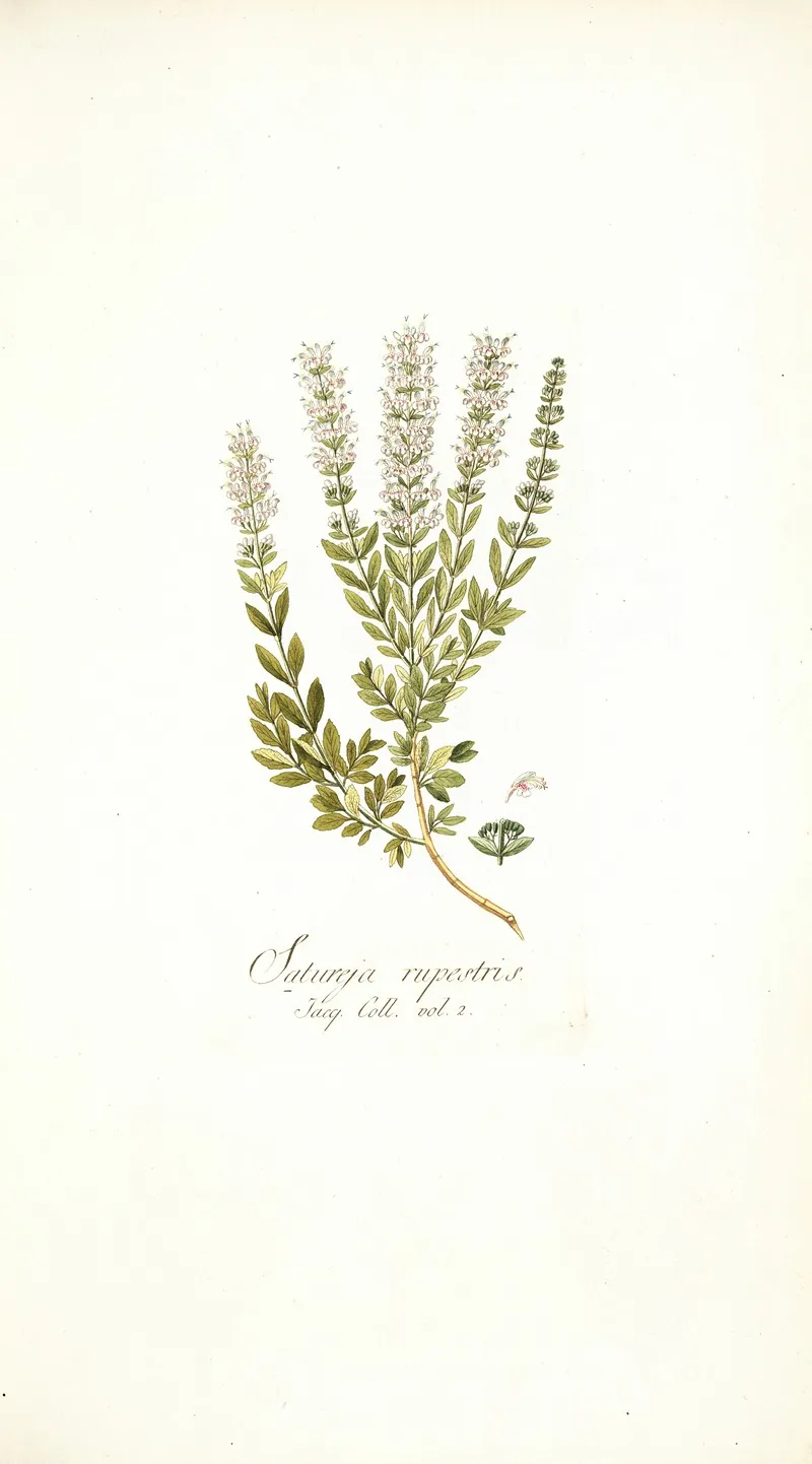Satureja Rupestris Wall Art by Nikolaus Joseph Freiherr von Jacquin - High-Resolution Digital Print