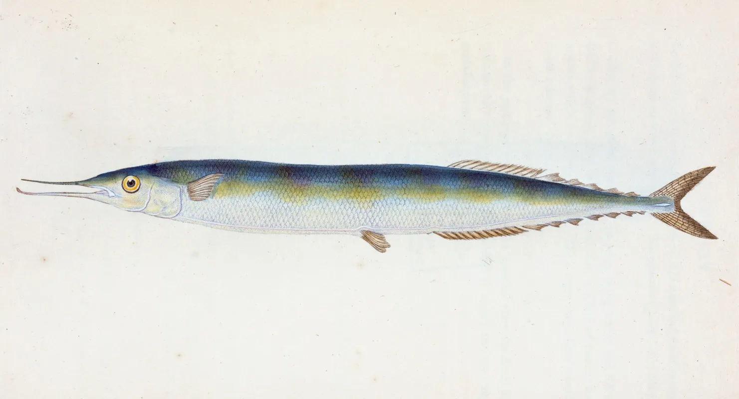 Saury Or Skipper Pike Esox Saurus Wall Art by Edward Donovan - High-Resolution Digital Print