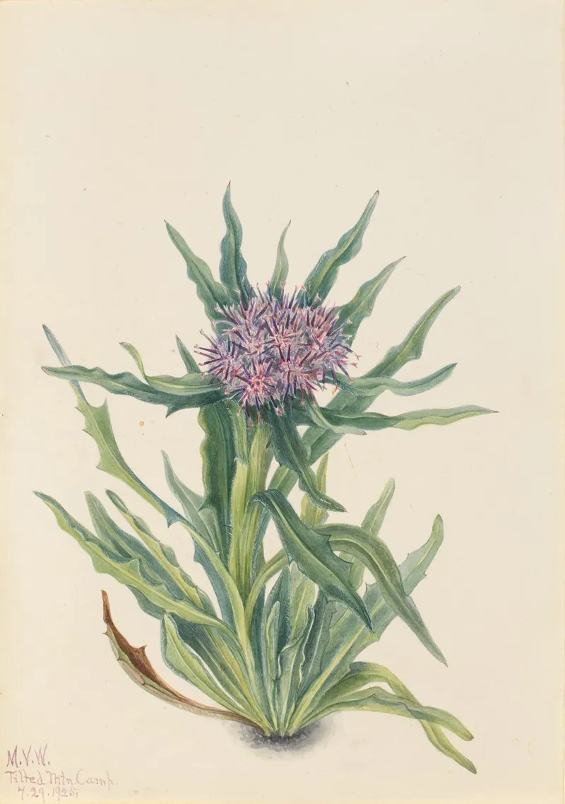 Saussurea Saussurea Densa 2