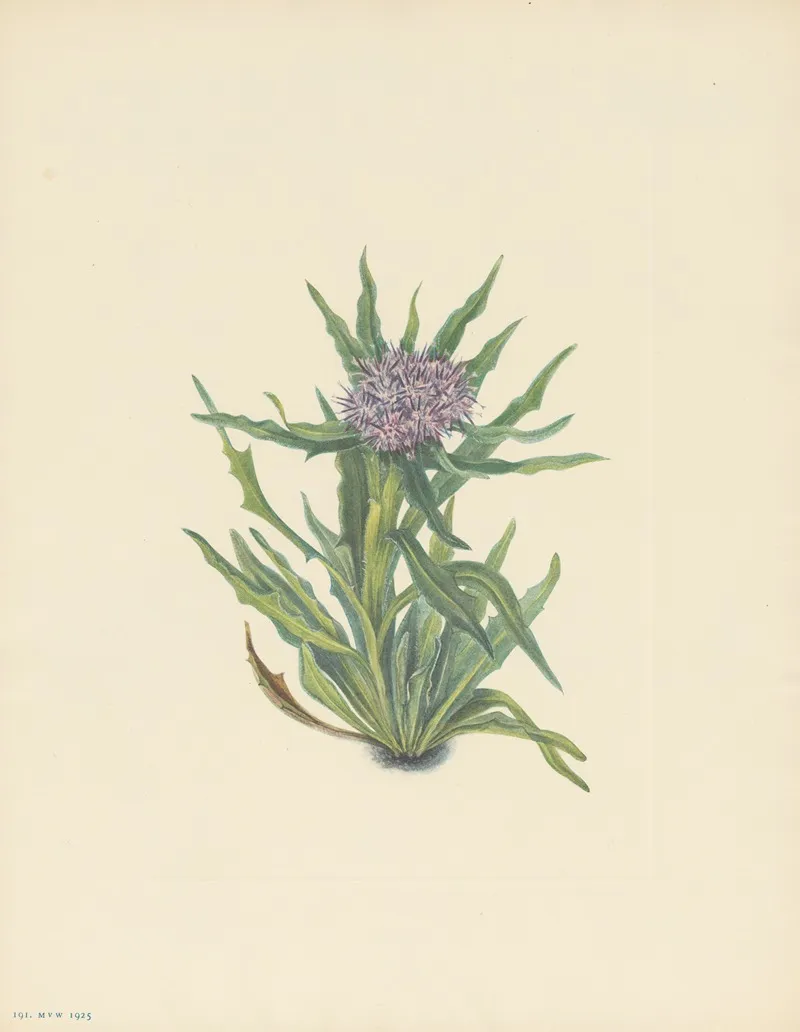 Saussurea Saussurea Densa 3
