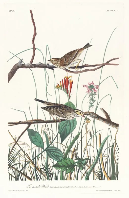 Savannah Finch Wall Art by John James Audubon - High-Resolution Digital Print