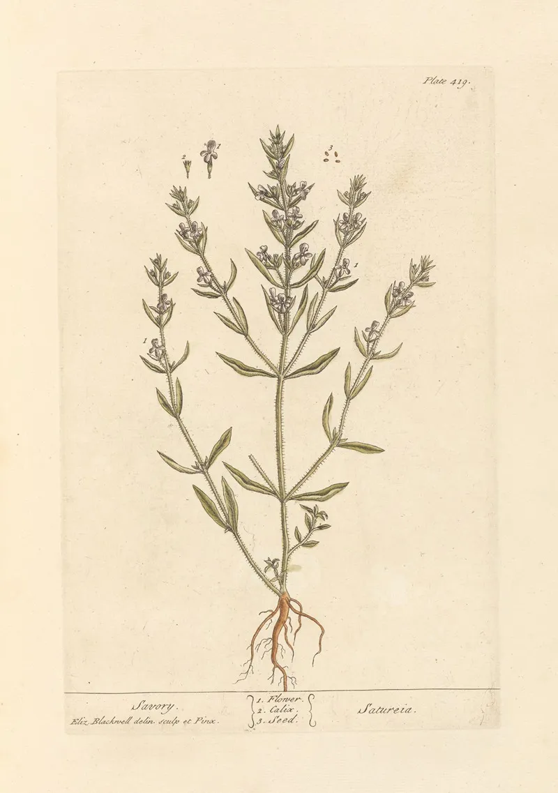 Savory Wall Art by Elizabeth Blackwell - High-Resolution Digital Print