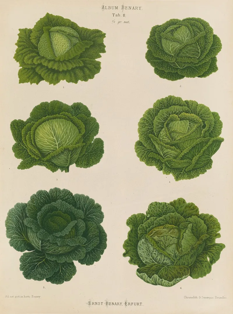Savoy Cabbages 2 Wall Art by Ernst Benary - High-Resolution Digital Print